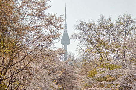 桜とNソウルタワー
