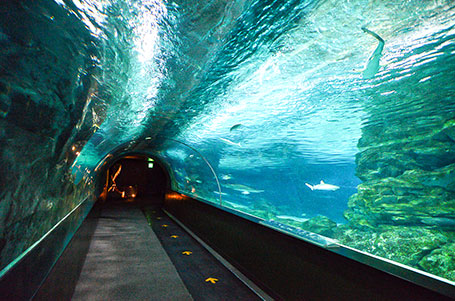 coex aquarium
