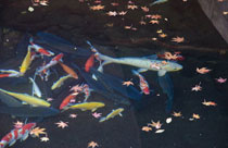 中庭の池の鯉