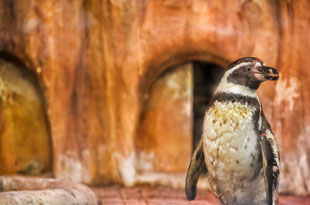 フンボルト・ペンギン